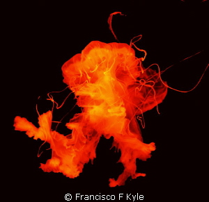 luz by Francisco F Kyle 